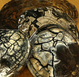 RAFFIR FOSSIL DISC-Mammoth Tusk