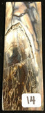 RAFFIR FOSSIL MONO SCALE- Mammoth Tusk