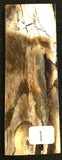 RAFFIR FOSSIL MONO SCALE- Mammoth Tusk