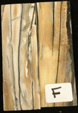 RAFFIR FOSSIL- Mammoth Tusk Tile Sets 3"x1"x0.118"