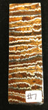 RAFFIR FOSSIL MONO SCALE- Mammoth Tooth
