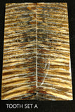 RAFFIR FOSSIL MATCHING SET - Mammoth Tooth